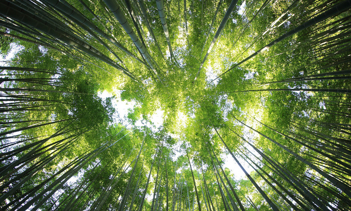 Photo d'arbres