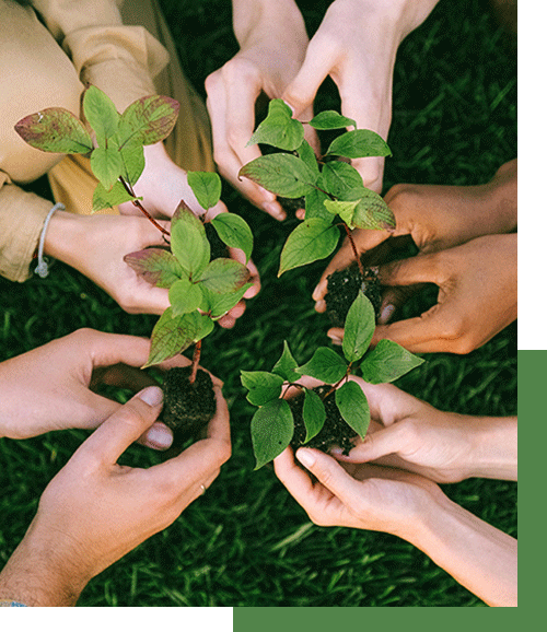 Personnes plantant des petits arbres